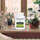 Pravek Ajmodadi (S.S./ A.F.I) Churna 60 gm - Pain Relief (Ayush)