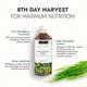 Kapiva Wheat Grass Juice 1 ltr - Ayurvedic Juices